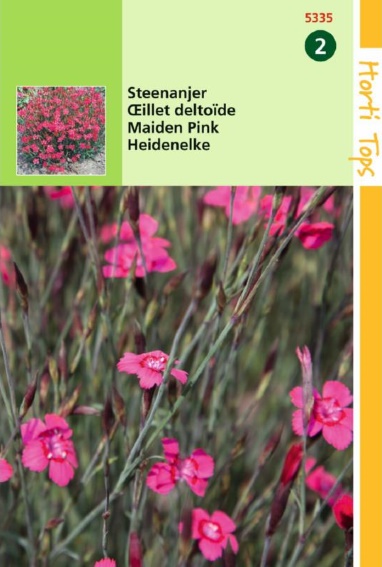 Heide-Nelke (Dianthus deltoides) 1000 Samen